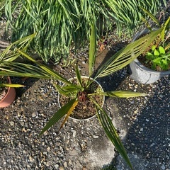 ココスヤシ🌴オニサバルヤシ🌴の画像