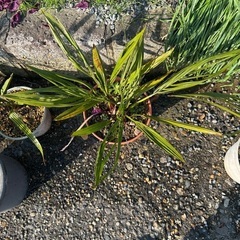 ココスヤシ🌴オニサバルヤシ🌴の画像