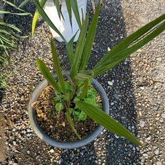 ココスヤシ🌴オニサバルヤシ🌴の画像