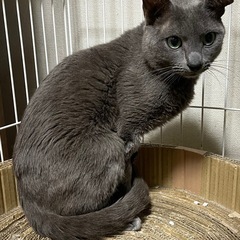 ロシアンブルー　イケメンのエイプル君　6歳
