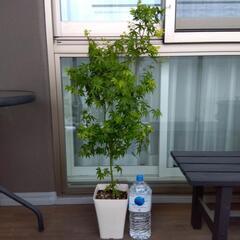 モミジ　楓　高さ約110cm(鉢底から)