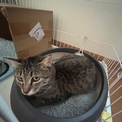 【猫上級者向け】サバトラ里親募集