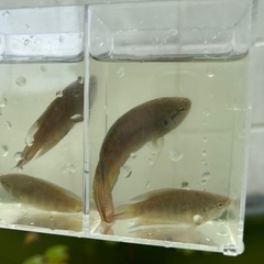 闘魚　トーイユー　10匹セットの画像