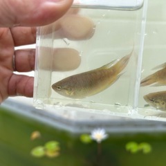 闘魚　トーイユー　10匹セットの画像