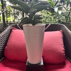 [観葉植物]サンスベリアサムライドワーフ