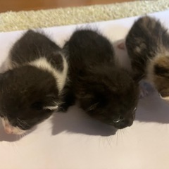 仔猫 もらって下さい - 常陸大宮市