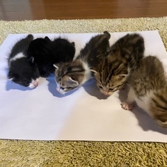 仔猫 もらって下さい