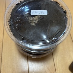 マルスゾウカブト 3齢幼虫 3匹セット