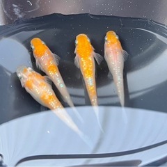 紅白ラメ　メダカ 4匹　