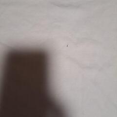 LANDSENDTシャツの画像