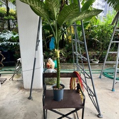 [観葉植物]ディフェンバキアトロピックスノー
