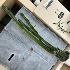 立派な柱サボテン🌵