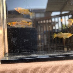 ★メダカ★飛燕