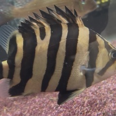 ダトニオ　プラスワン　体長12cm±