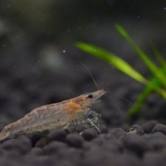 ミナミヌマエビ　5匹