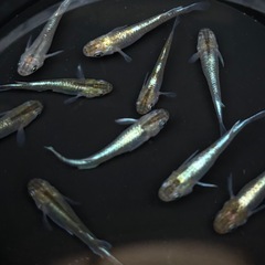 メダカ 菊銀ブルー 10匹  めだか