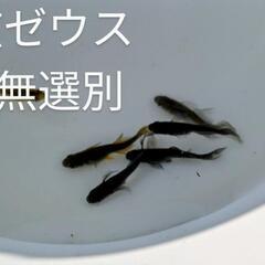 信玄ゼウスメダカ無選別6匹