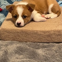 ミックス犬 2ヶ月
