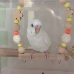 セキセイインコアルビノ