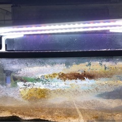 60センチ水槽　　洗ってお譲り致します