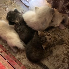 急募