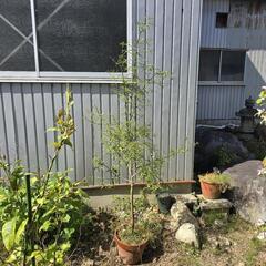 ゆず 苗木 高さ２ｍ 鉢ごと 