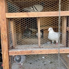 鳩の画像