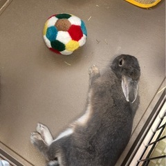 ネザーランドドワーフ うさぎ