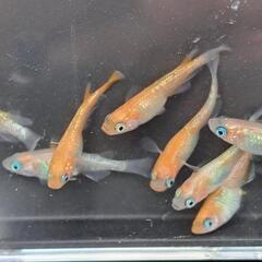 めだか／メダカ　王華(おうか)　の画像