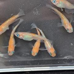 めだか／メダカ　王華(おうか)　の画像