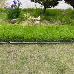 コシヒカリの苗
