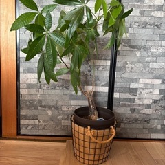 観葉植物 パキラ 約62cm　