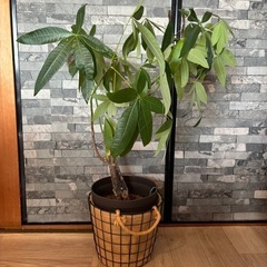 観葉植物 パキラ 約62cm　の画像