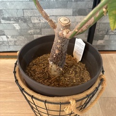 観葉植物 パキラ 約62cm　の画像