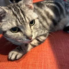 猫のゲージ