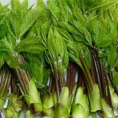 道南産天然コシアブラ200g❶