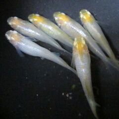 めだか メダカ「華蕾 はなつぼみ」⑦ の有精卵40個＋α