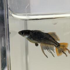 メダカ　めだか　信玄　卵20個＋α