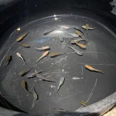ミックスメダカ　若魚～成魚　20匹　600円③