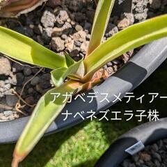 アガベ デスメディアーナ ベネズエラ 子株 の画像