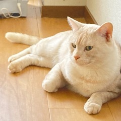 6歳男の子