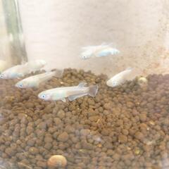 メダカ　メス７匹ラムズホーン３匹まとめて容器ごと。の画像