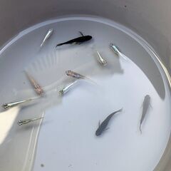 メダカ　ヒレ長・ミックス　昨年秋生まれの若魚～成魚１０匹　１０００円