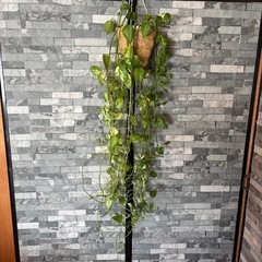 お譲り先決まりました　観葉植物 ポトス 180cm
