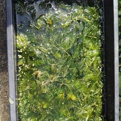 決まりました。メダカ、金魚等に水草を差し上げます👍️