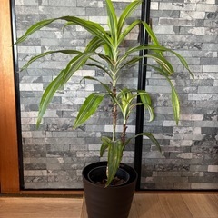 観葉植物 80cm 差し上げます