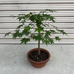 鉢植えで楽しむモミジ♪ 盆栽　もみじ　紅葉