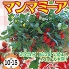 珍しいミニトマト🍅プランターなどで完全放任栽培の苗🌱😊残1つです...