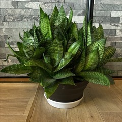 観葉植物 サンスベリア サンセベリア  28cm