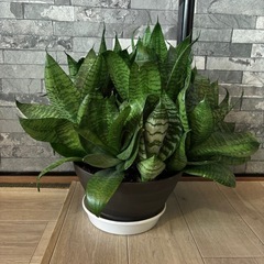 観葉植物 サンスベリア サンセベリア  28cmの画像